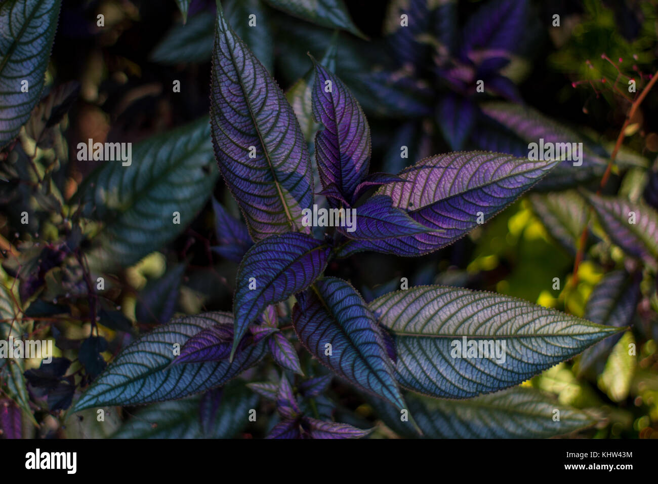 Lila Blätter auf eine coole Anlage Stockfoto