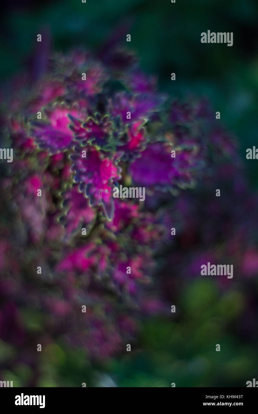 Lila Blätter auf eine coole Anlage Stockfoto