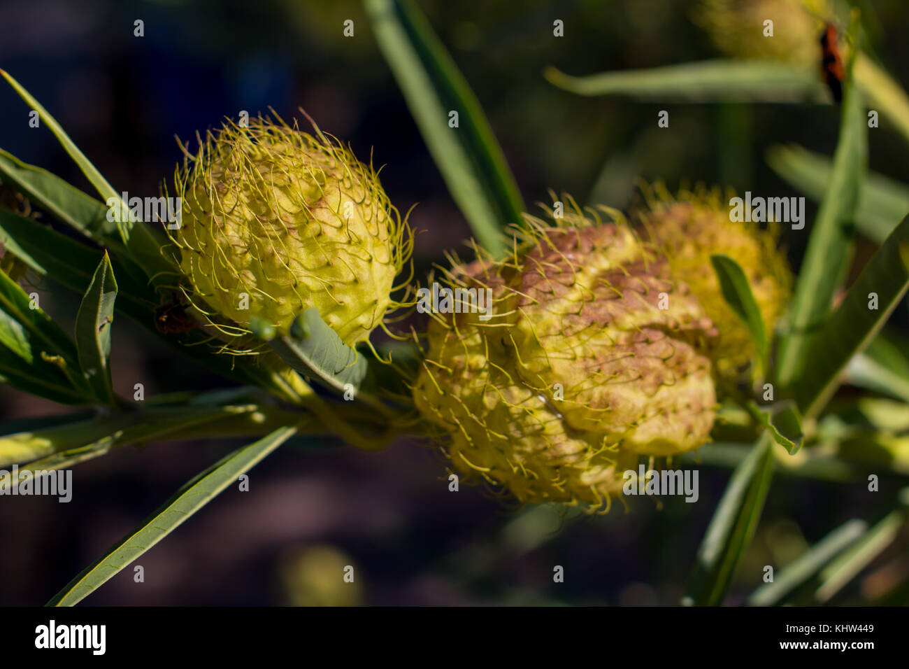 Scharfe gelb Samenkapseln Stockfoto