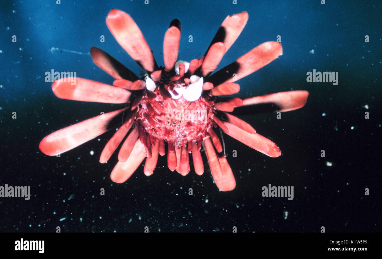 Foto von einem Seeigel, Archaisch, Meer Igel, klein sind, stacheligen, kugelförmigen Tiere, die mit ihren engen Verwandten, wie z. B. Sand Dollar, bilden die Klasse Echinoidea der Stachelhäuter Stamm. Vom 21. Jahrhundert Stockfoto