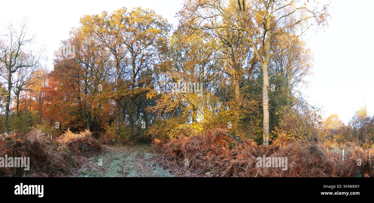 Herbst Wanderweg im Wald bei Sonnenaufgang - Hohe Auflösung geheftete Panorama 14000 Pixel breit - Drucken 4 ft breite bei 300 dpi Stockfoto
