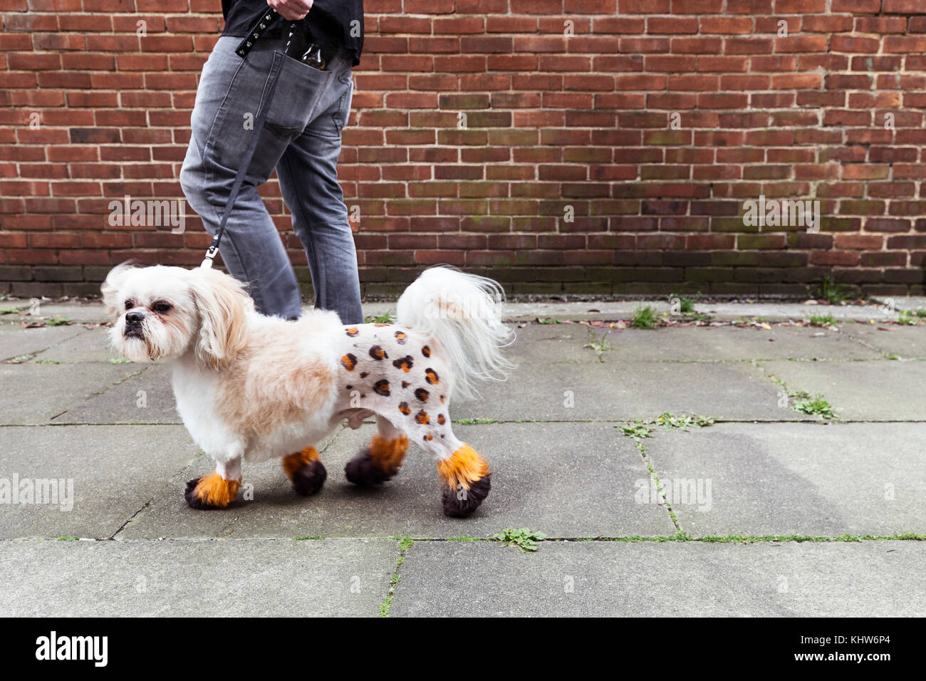 Man Walking gepflegten Hund mit gefärbtem Fell rasiert Stockfoto