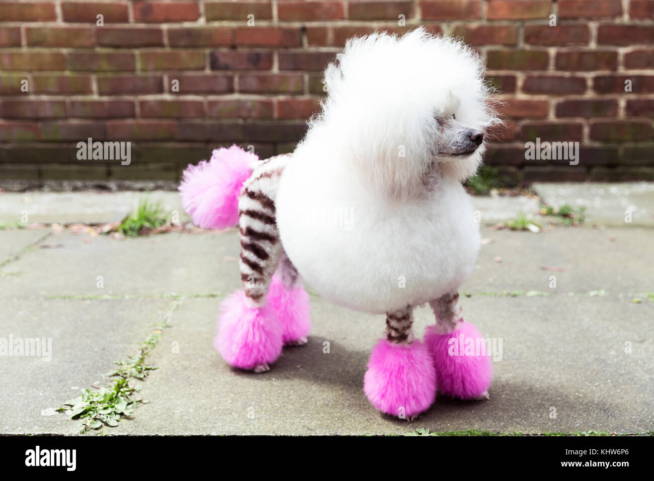 Tier Portrait von präparierten Hund mit gefärbtem Fell rasiert, suchen  Stockfotografie - Alamy