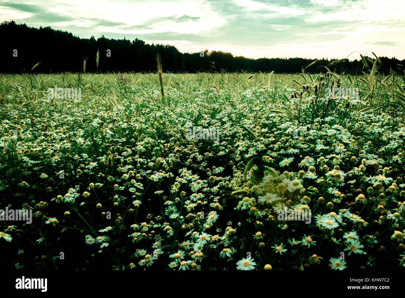Bereich der Blumen, Ural, Gebiet Swerdlowsk, Rußland, Europa Stockfoto