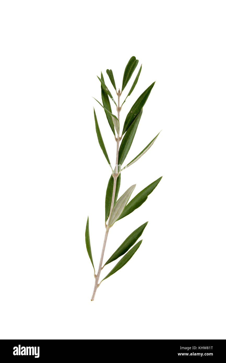 Olivenbaum auf einem weien Hintergrund. Clipping-Pfad Stockfotografie -  Alamy