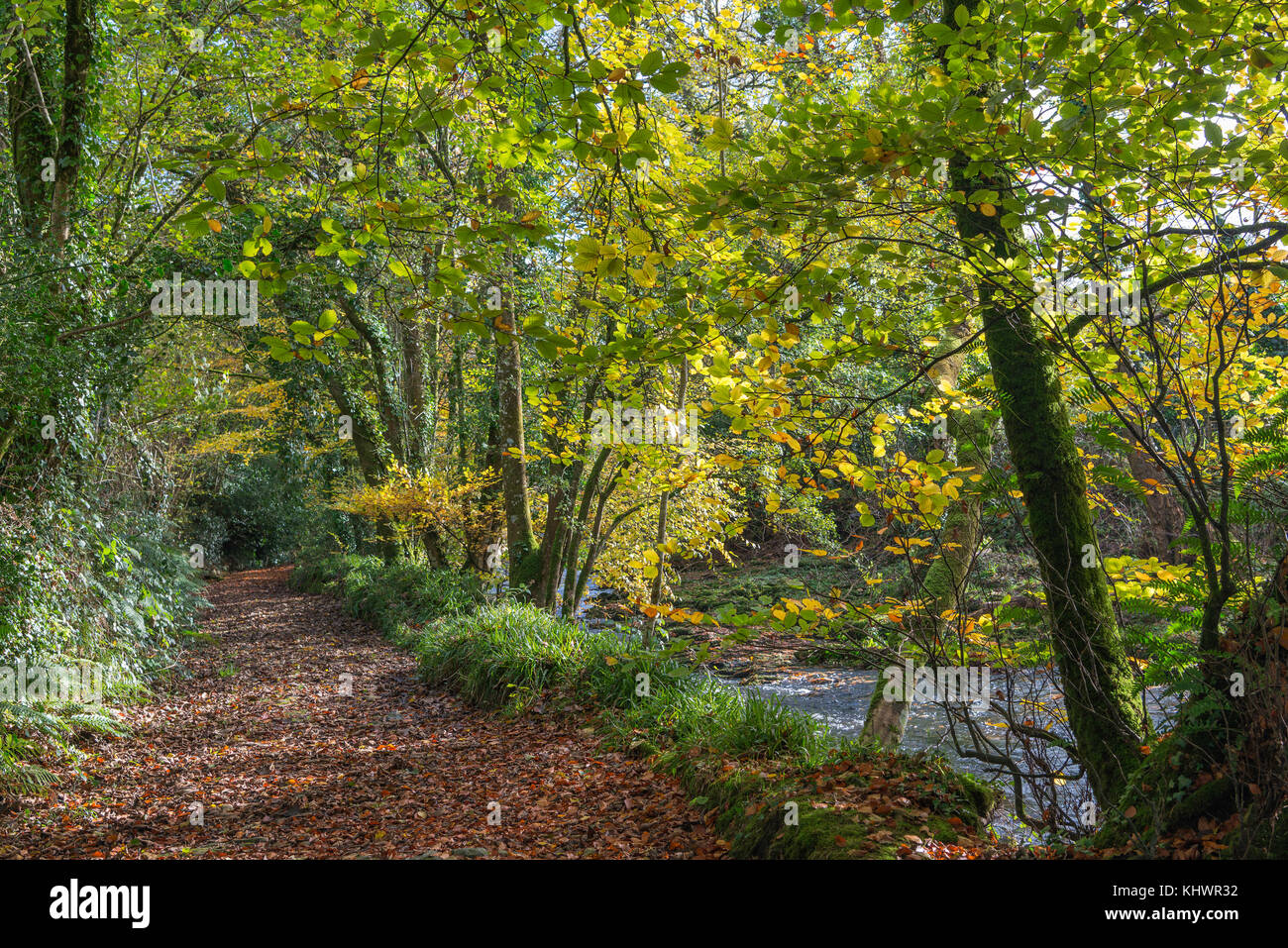 Die cobbly Weise Green Lane neben dem Fluss Avon bei avonwick in South Devon, Großbritannien. Stockfoto