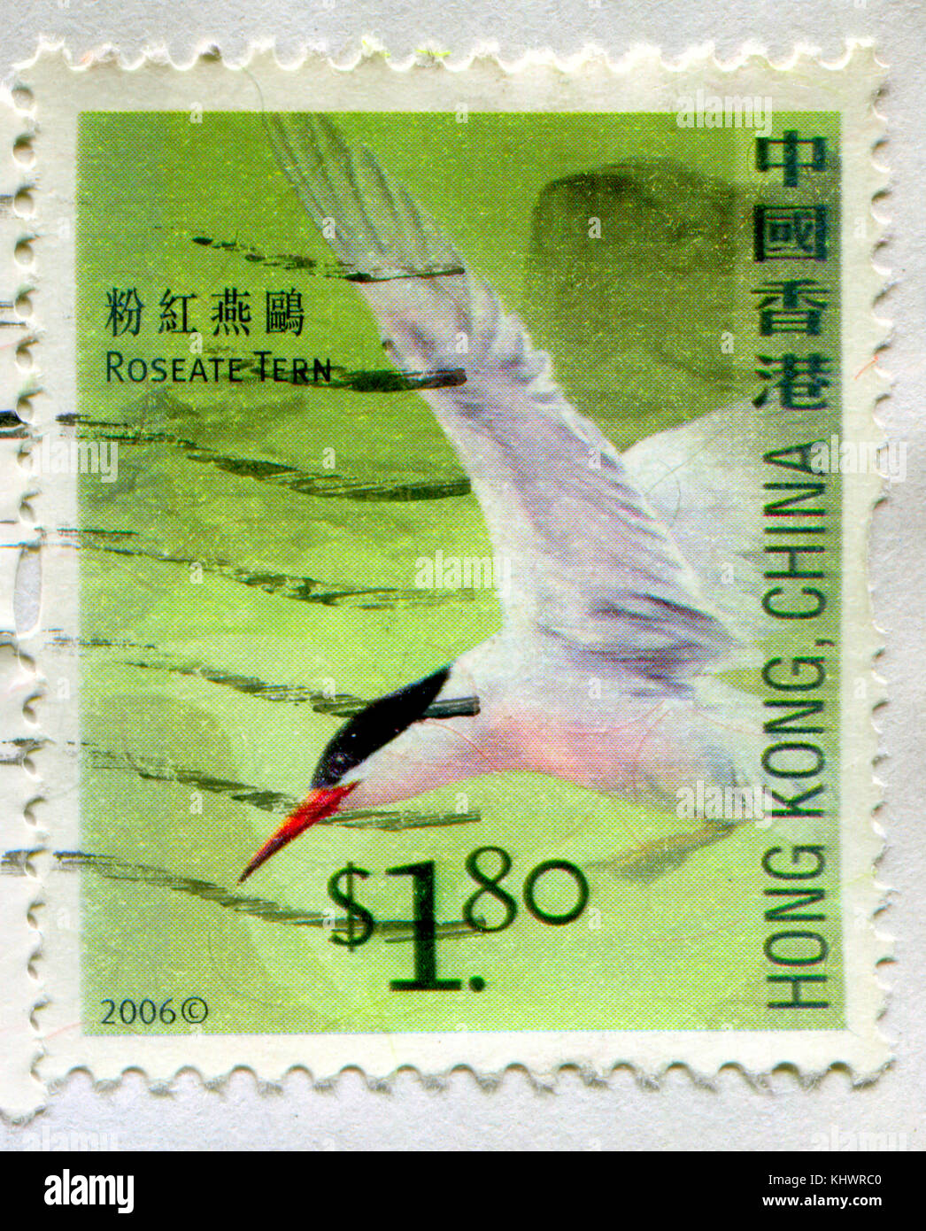 GOMEL, WEISSRUSSLAND, 19. NOVEMBER 2017, Briefmarke gedruckt in HONG KONG, China zeigt Bild der Roseate Tern, um 2006. Stockfoto
