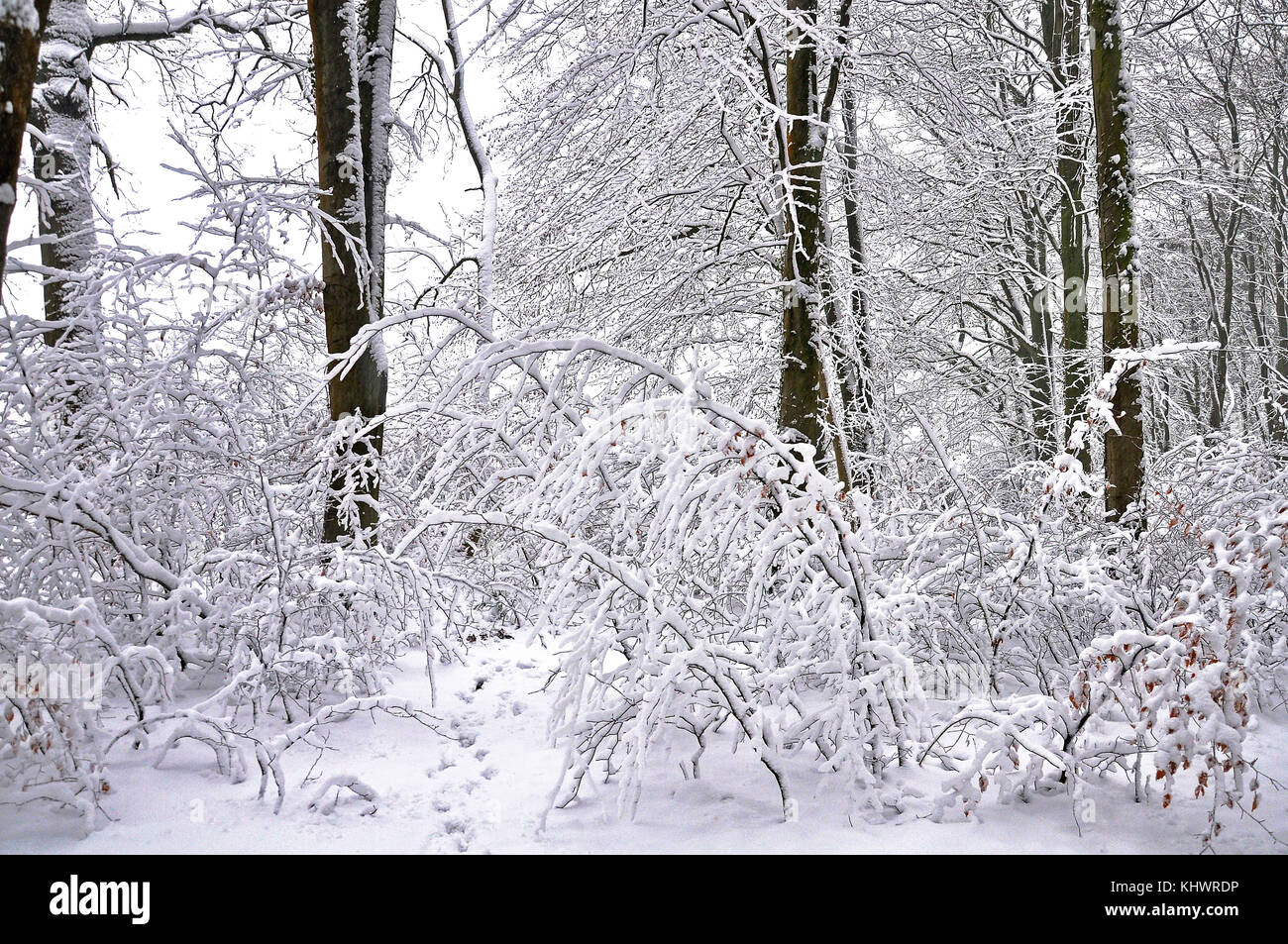 Winter Landschaft aus Schnee eine überdachte Wald im Stoke Park Woods, bishopstoke Hampshire, England. Stockfoto