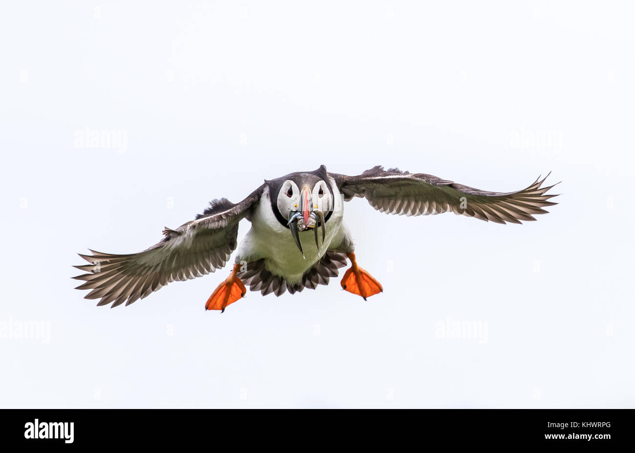 Papageitaucher im Flug aus der Farne Islands Stockfoto