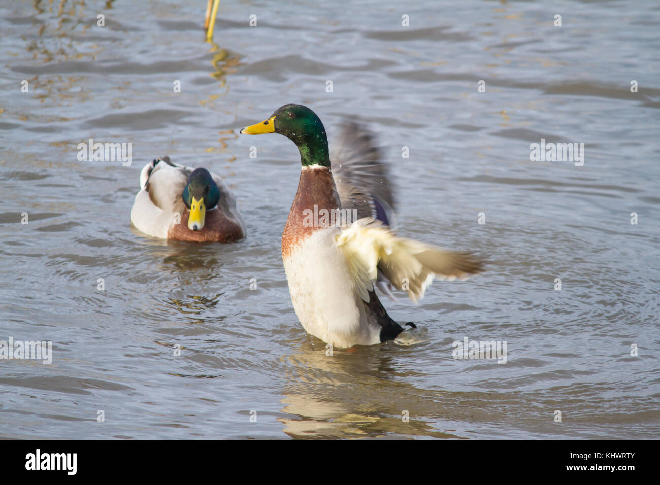 Zwei männliche Stockenten (Anus platyrhynchos) auf einen Pool im Herbst mit einem Heben und seine Flügel. Stockfoto