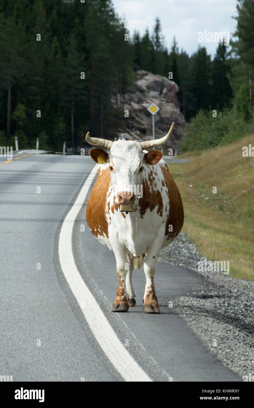 Hartnäckige elastische Kuh blockieren einen Berg Straße durch den Wald Wildnis in Norwegen suchen geduldig warten Stockfoto