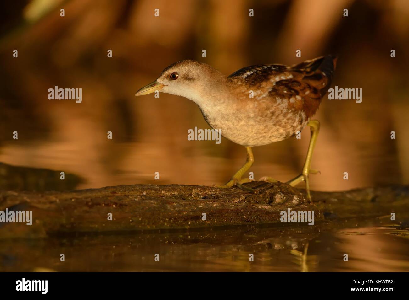 Wenig Crakear - porzana Parva über dem Wasser Stockfoto