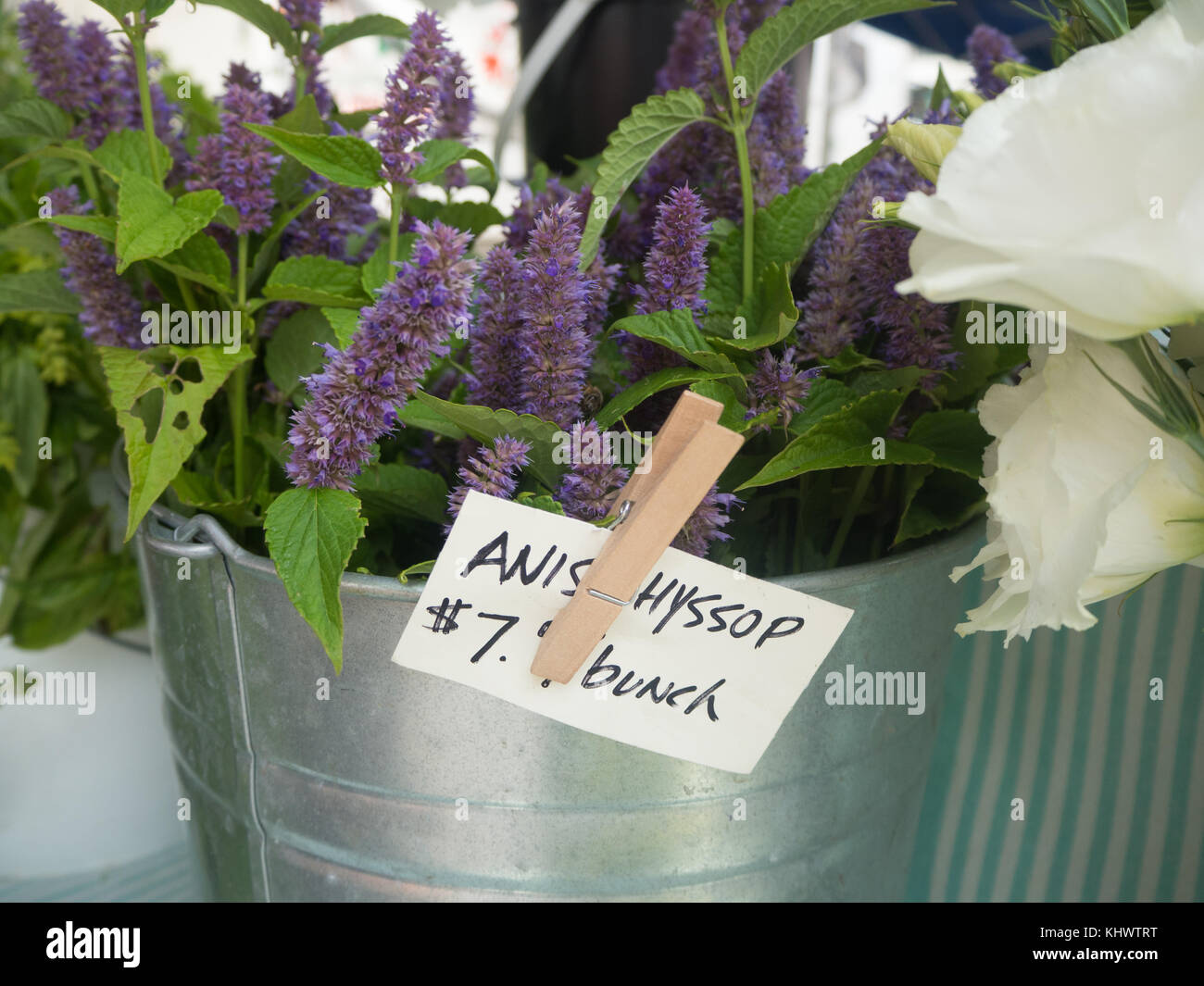 Anis Ysop an der Farmers Market Stockfoto