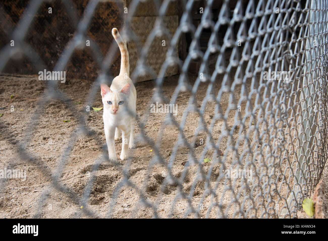 Katze bei einer Rettung Zuflucht in Thailand Stockfoto