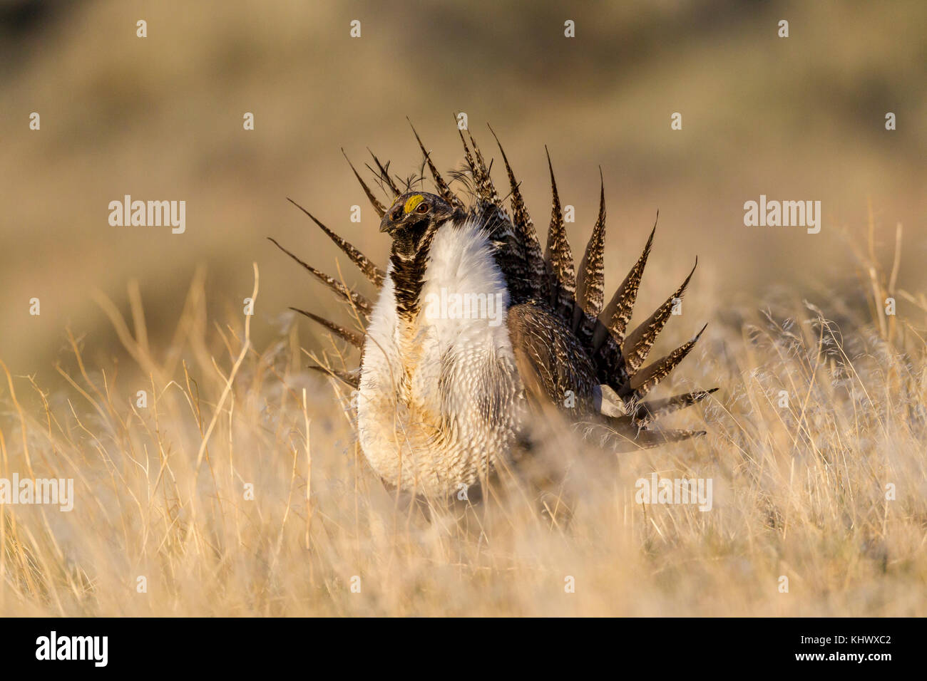 Sage grouse Männchen auf dem Lek in Wyoming Stockfoto