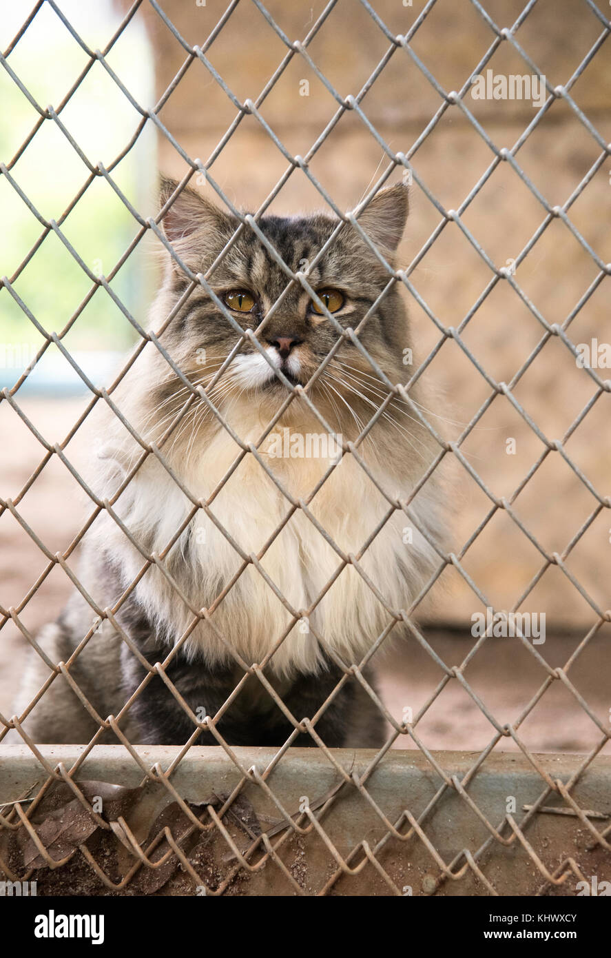 Katze in einem Tierheim in Thailand angenommen werden Stockfoto