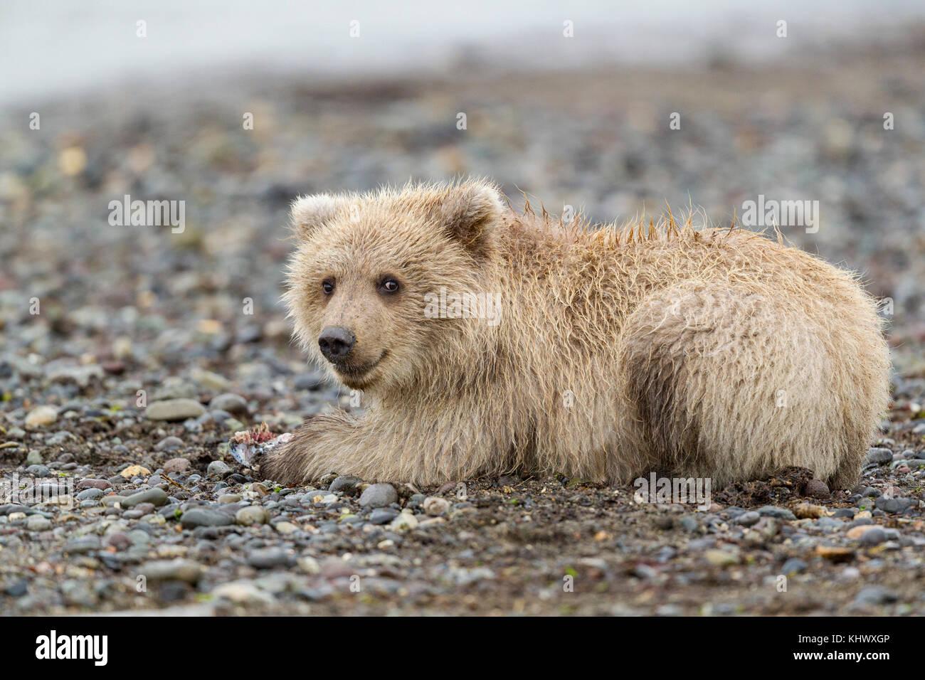 Braunes Bärenjunges aus Alaska mit blondem Fell Stockfoto