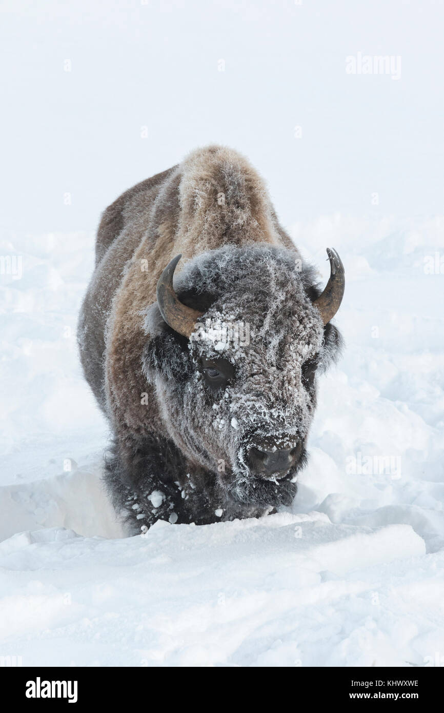 Bison im Winter im Yellowstone National Park Stockfoto