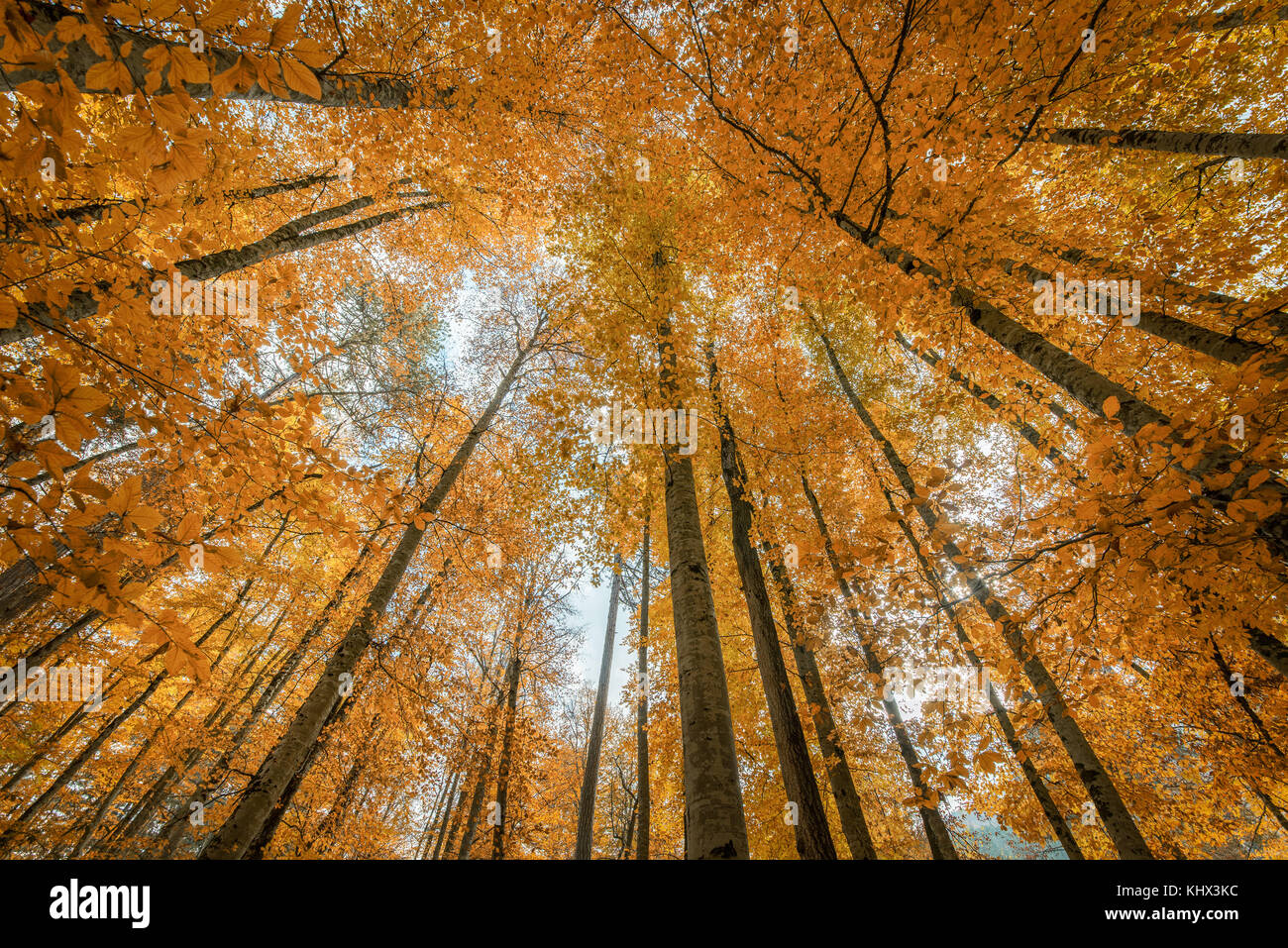 Bunte Herbst Bäume im Wald Stockfoto