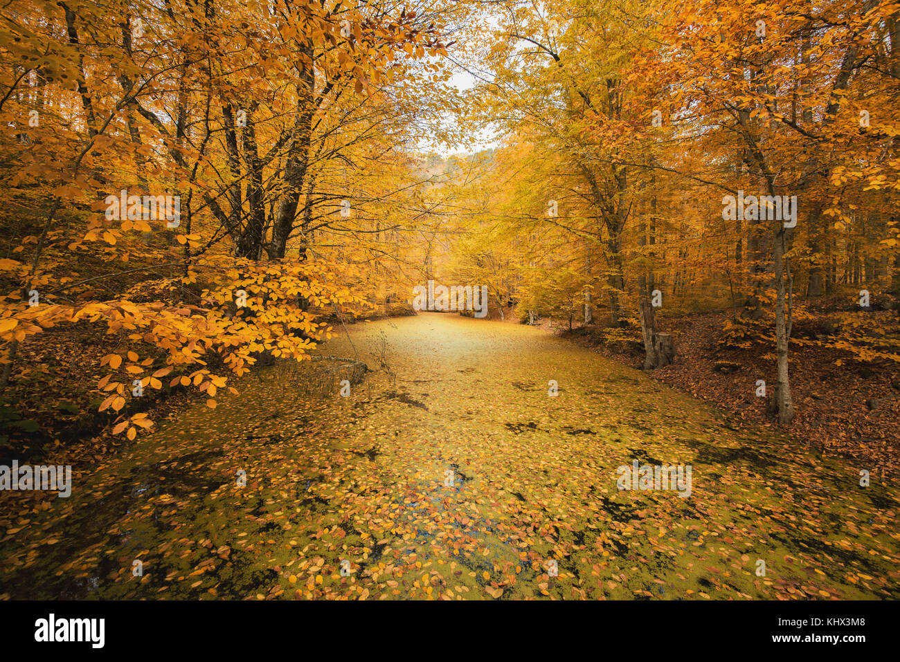 Schöne bunte Herbst Bäume im Wald. Stockfoto