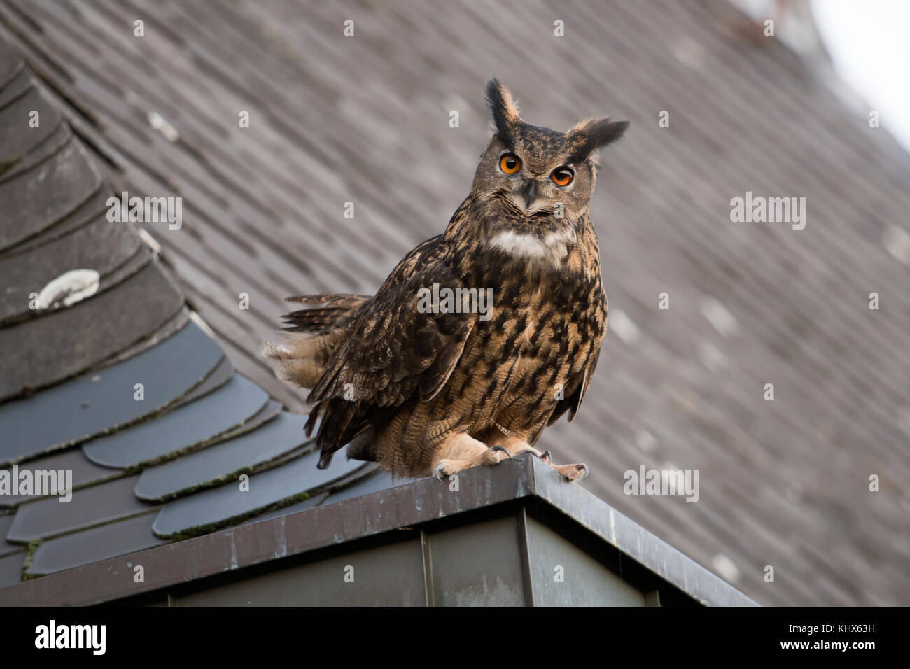 Uhu/Europäischer Uhu (Bubo bubo) erwachsenen Mann, sitzend, thront, umwerben auf einem Dach, alte Kirche, neugierig, sieht lustig, wildli Stockfoto