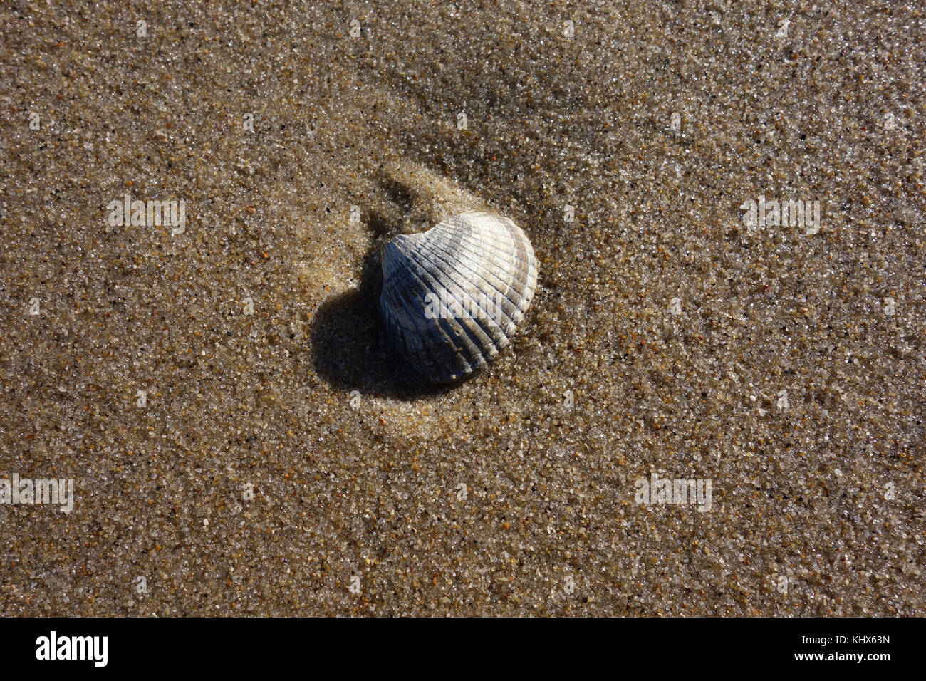 Eine Schale an einem Sandstrand der Nordsee. Stockfoto