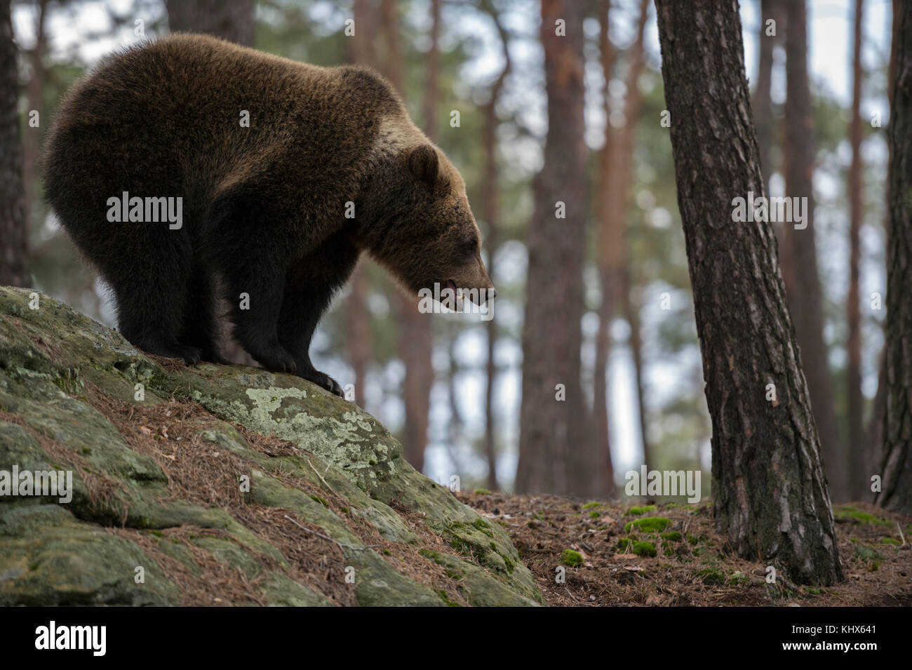 Braunbärr ( Ursus arctos ), junger Jugendlicher, der die Umgebung erkundet, hoch oben auf einigen Felsen in einem Pinienwald steht, Europa beobachtet. Stockfoto