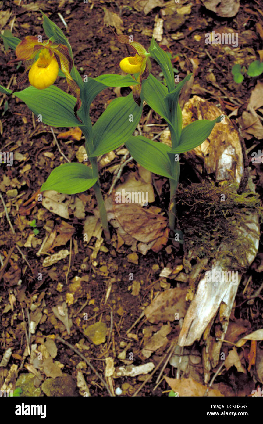 Nahaufnahme des zellow Lady Slipper orchid Pflanzen mit gelben Orchideen Blüten Stockfoto