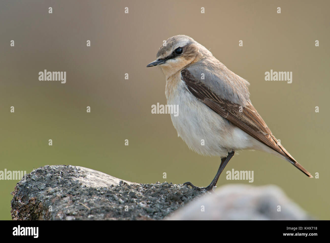 Northern Steinschmätzer/Steinschmaetzer (Oenanthe oenanthe), männlich in der Zucht Kleid, hoch auf einem Felsen, typische Umgebung, Europa. Stockfoto