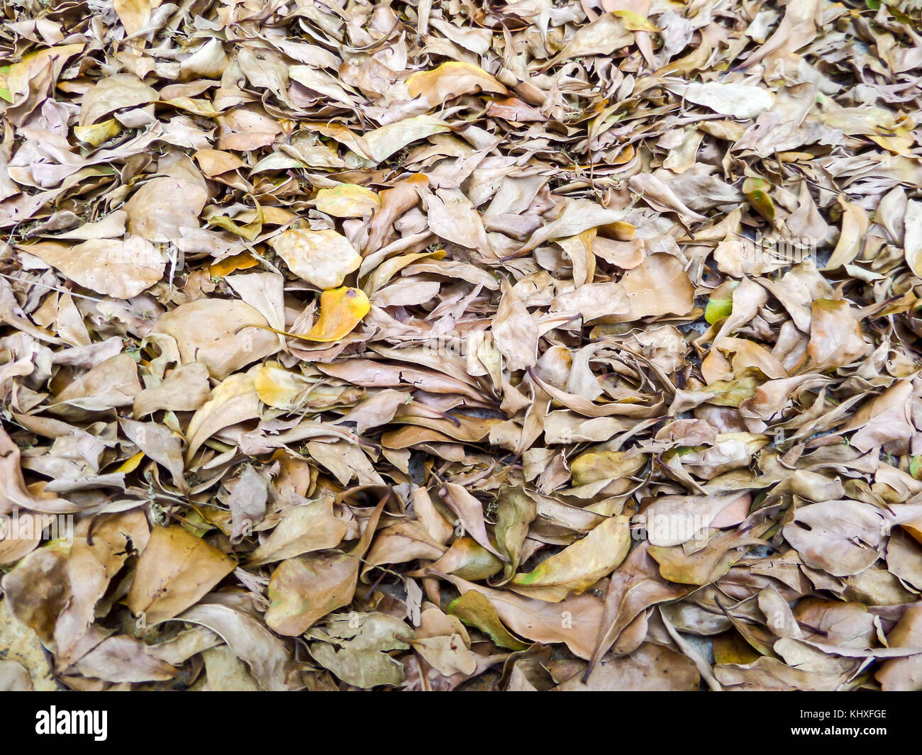 Trockene braune Blätter im Wald Natur Hintergrund Stockfoto