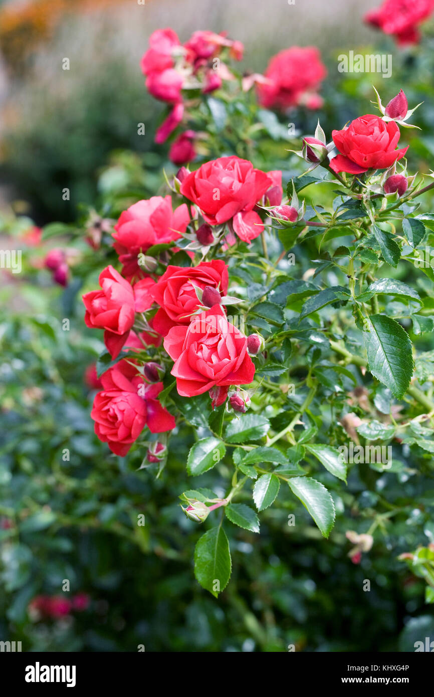 Rosa Blume Teppich scharlachrote Blüten im September. Stockfoto