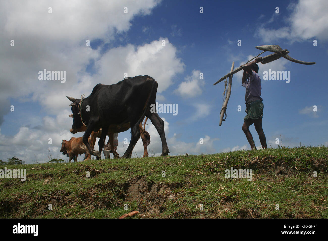 Silhouette der Bauern auf dem Feld landet in einem Dorf in Patoakhali, Bangladesch zu pflügen. Die Landwirtschaft ist eine wichtige Quelle für Beschäftigung in Bangla Stockfoto