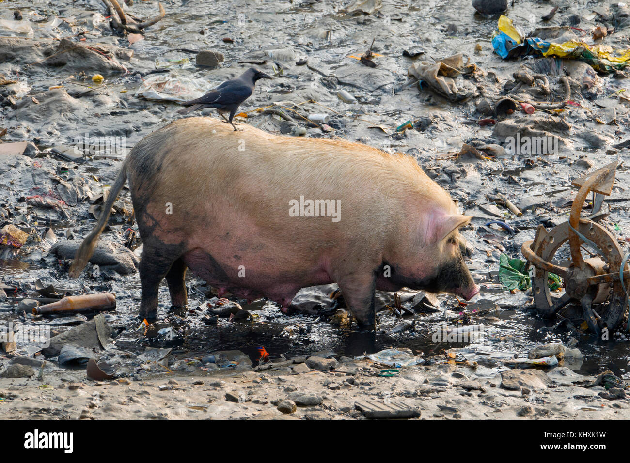 Große Schweine mit Krähe auf seinem Rücken scavenges durch den Müll in den Schlamm an, versova Mumbai Stockfoto