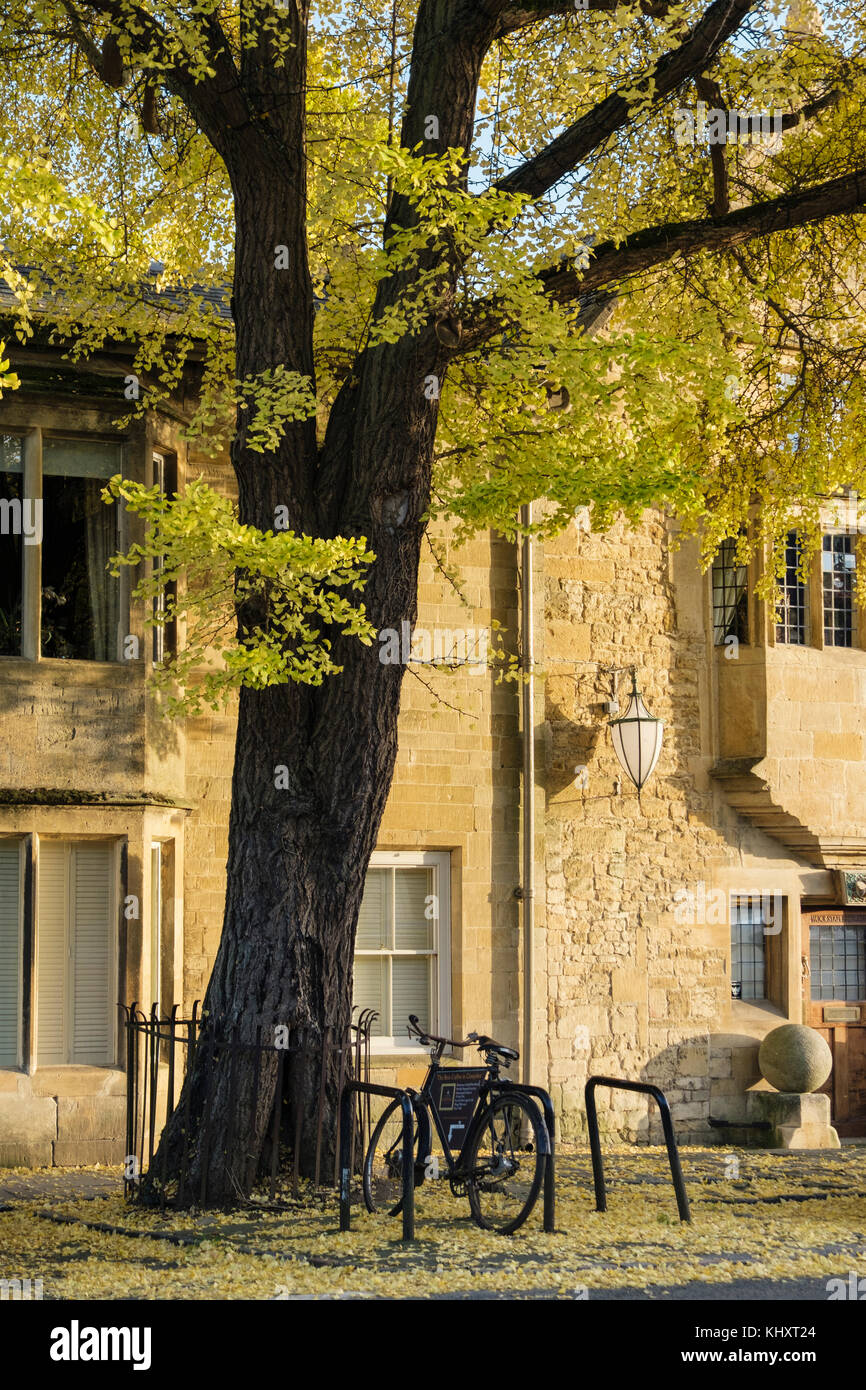 Altes Fahrrad Werbung und Baum außerhalb Cotswold Gebäude im historischen Cotswolds Dorf. Chipping Campden, Gloucestershire, England, Großbritannien Stockfoto