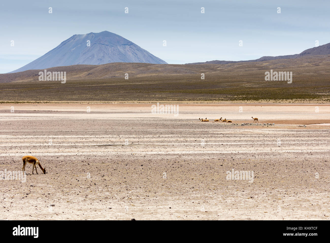 Wilder lama Vigogna in den Anden, Perù Stockfoto