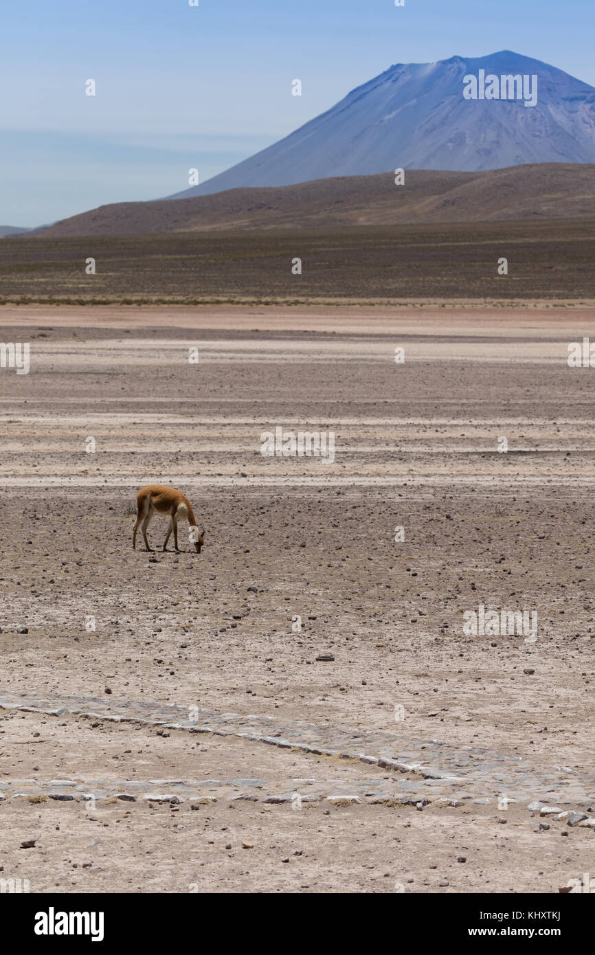 Wilder lama Vigogna in den Anden, Perù Stockfoto