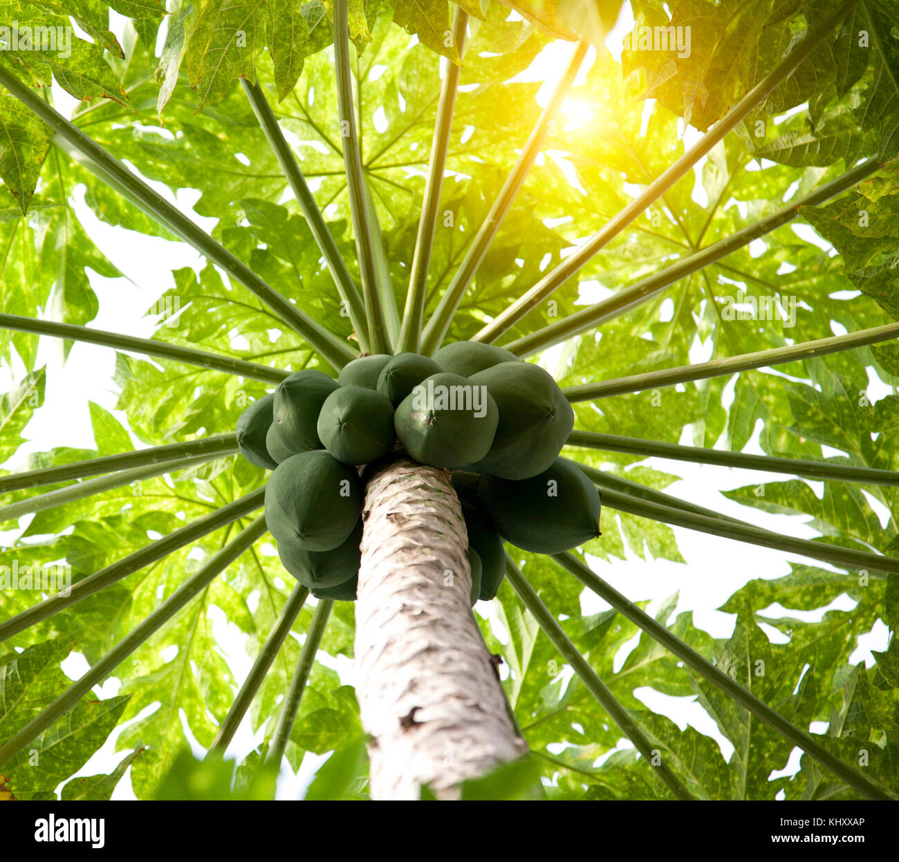 Papaya papaya am Baum, Low Angle View, Birayi Bujumbura, Burundi, Afrika Stockfoto