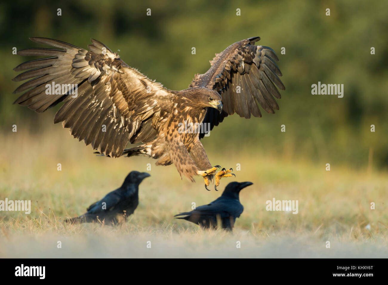 Weißwedeladler / Seeadler / Seeadler ( Haliaetus albicilla ) juvenil, landend auf einer Wiese neben einigen Raben, offenen Flügeln, frühmorgendlichem Licht, Stockfoto