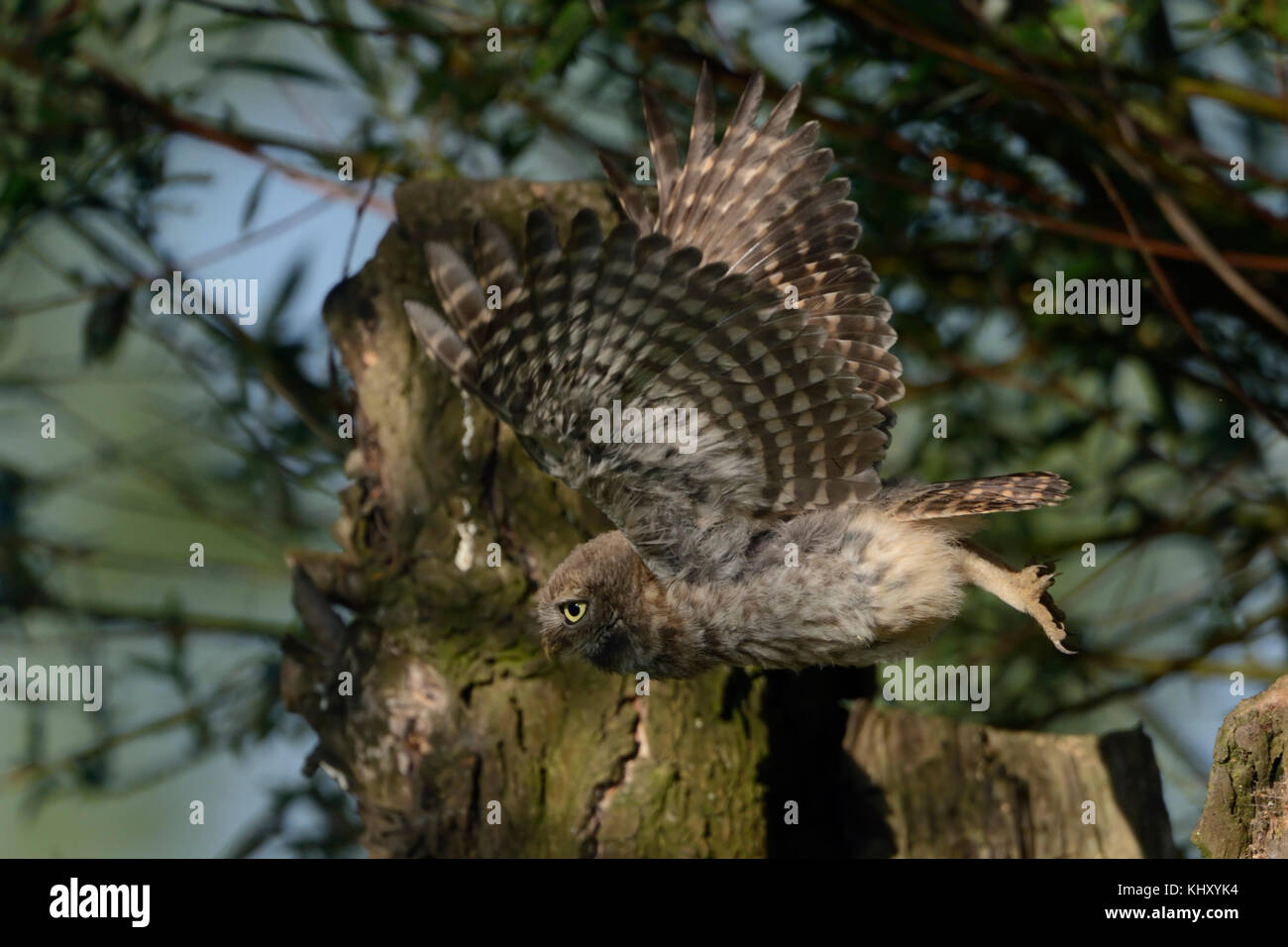 Kleine Eule / Steinkauz ( Athene noctua ), junge Jugendliche, Jungtiere, hebt von einem alten Weidenbaum ab, fliegend, in Flucht, Wildtiere, Europa. Stockfoto