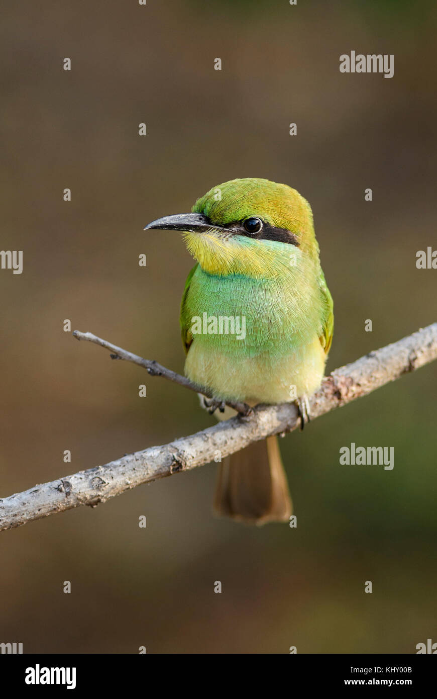 Little Green Bee-eater - merops orientalis, Sri Lanka Stockfoto