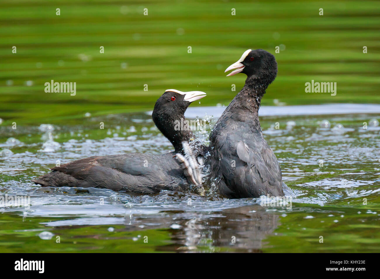 Nahaufnahme der zwei eurasischen Blässhuhn Fulica atra Wasservögel Aggression zeigt und die Bekämpfung Stockfoto