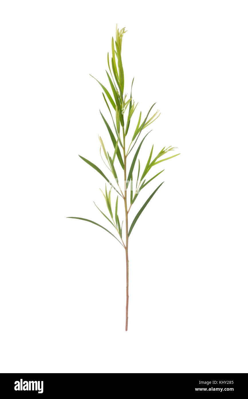 Leptospermum scoparium - Tea Tree Stockfoto