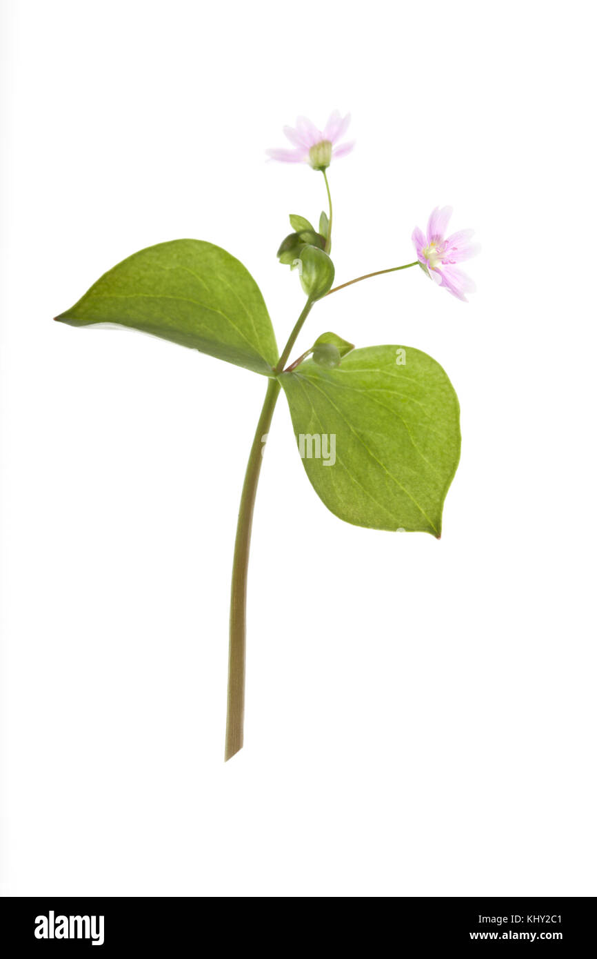 Claytonia pumila Rosa Portulak Stockfoto