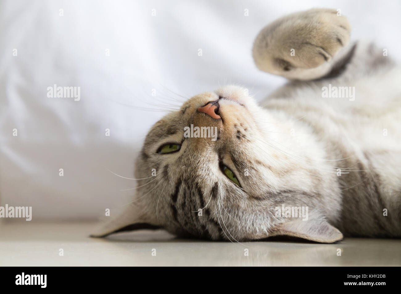 Sleepy faule Katze liegend auf dem Bett in dem weißen Hintergrund Stockfoto
