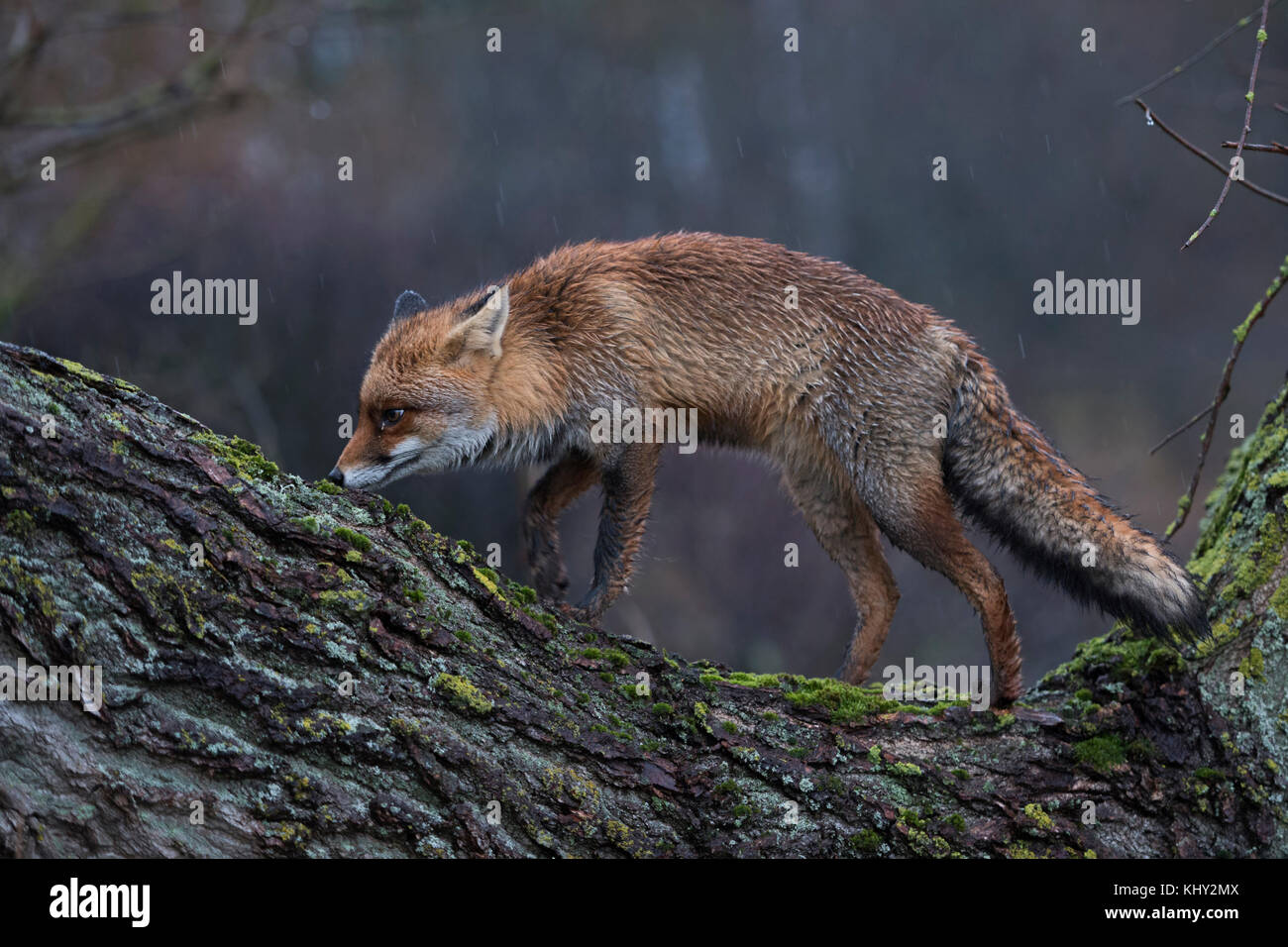 Red Fox/Rotfuchs (Vulpes vulpes) Erwachsene mit nassem Fell, klettern auf einen Baum, der Jagd, der perfekte Geruchssinn, Riechen, regnerischer Tag, Wildlife, Europa. Stockfoto