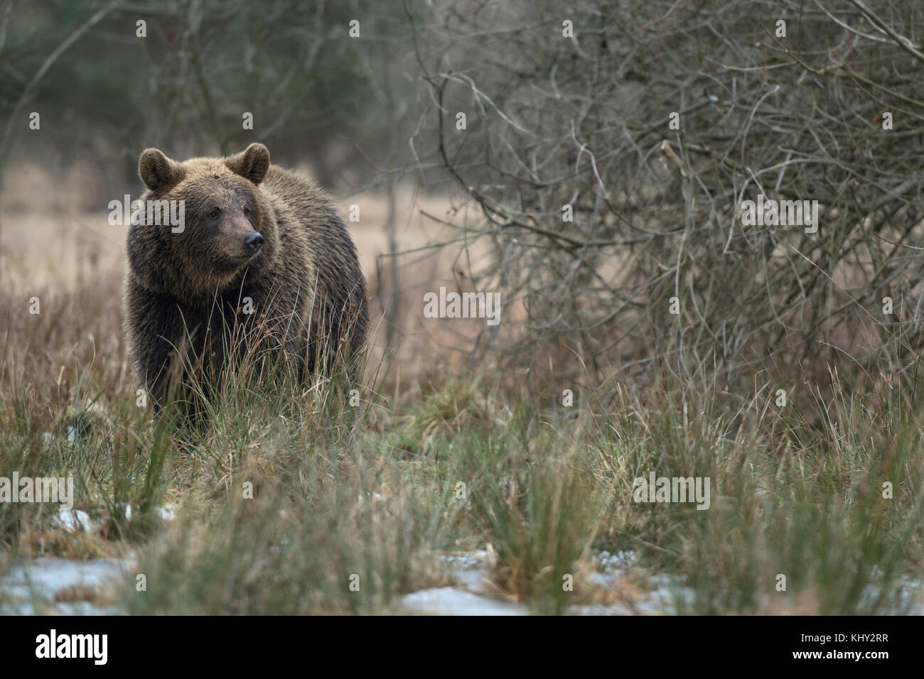 Eurasischer Braunbär / Braunbär ( Ursus arctos ), der durch ein Moorgebiet geht, neben einigen Sträuchern steht und beiseite schaut, Europa. Stockfoto