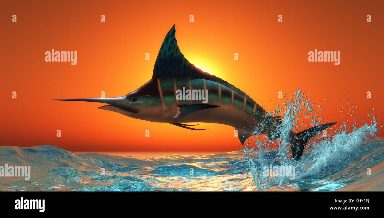 Blauer Marlin - Ein blauer Marlin springt aus dem blauen Ozean in einem spektakulären Sprung bei Sonnenuntergang. Stockfoto