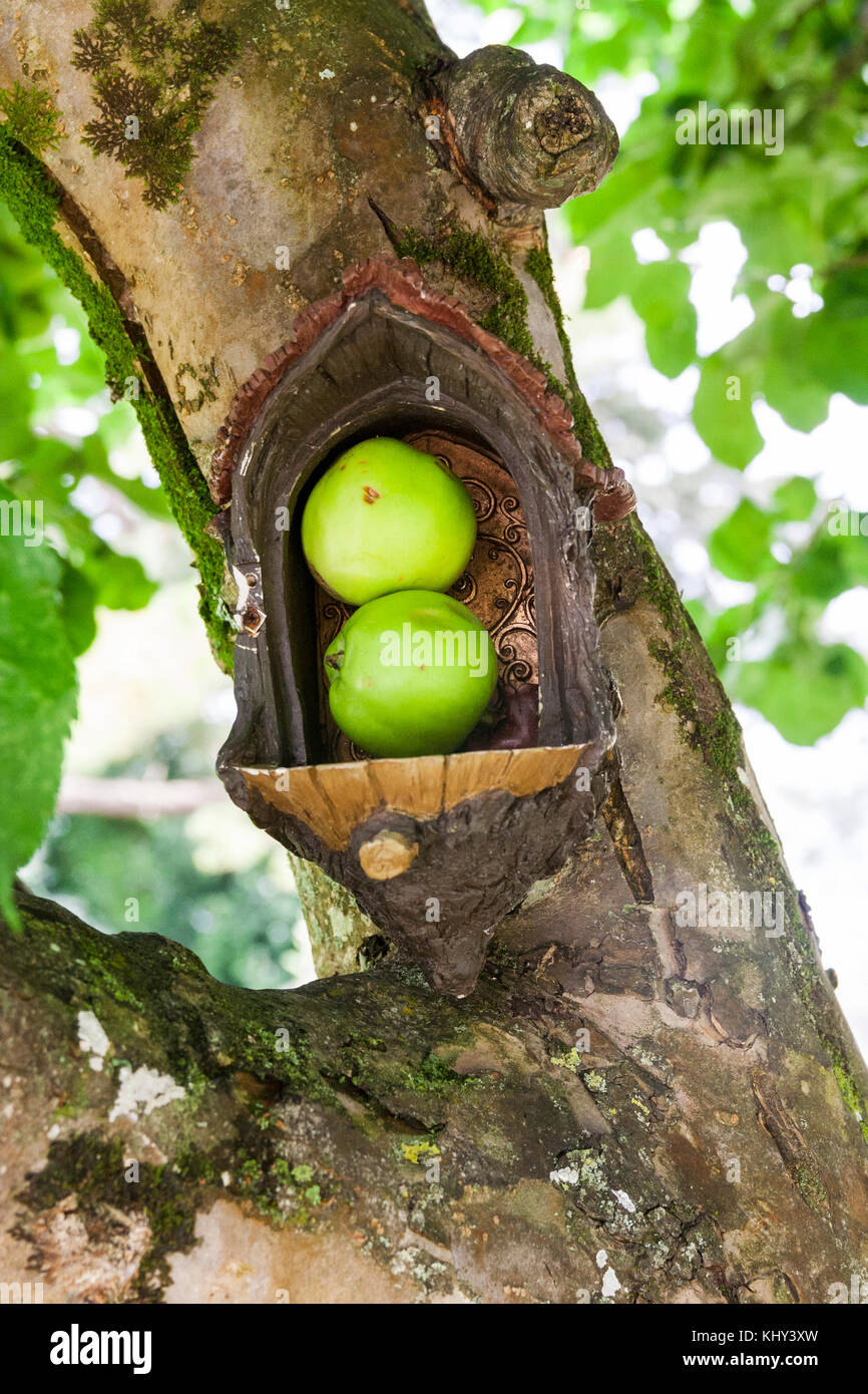Äpfel links als Nahrung für die Feen im Märchen Tür im Stamm eines Baumes für die Feen in einem Fairy Garden in Irland Stockfoto
