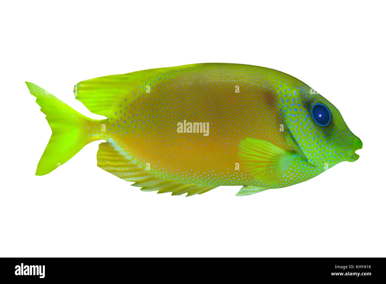 Lemonpeel Angelfish - Die Lemonpeel Angelfish ist ein Salzwasser Arten Riff Fische in tropischen Regionen Indopazifik Ozeane. Stockfoto