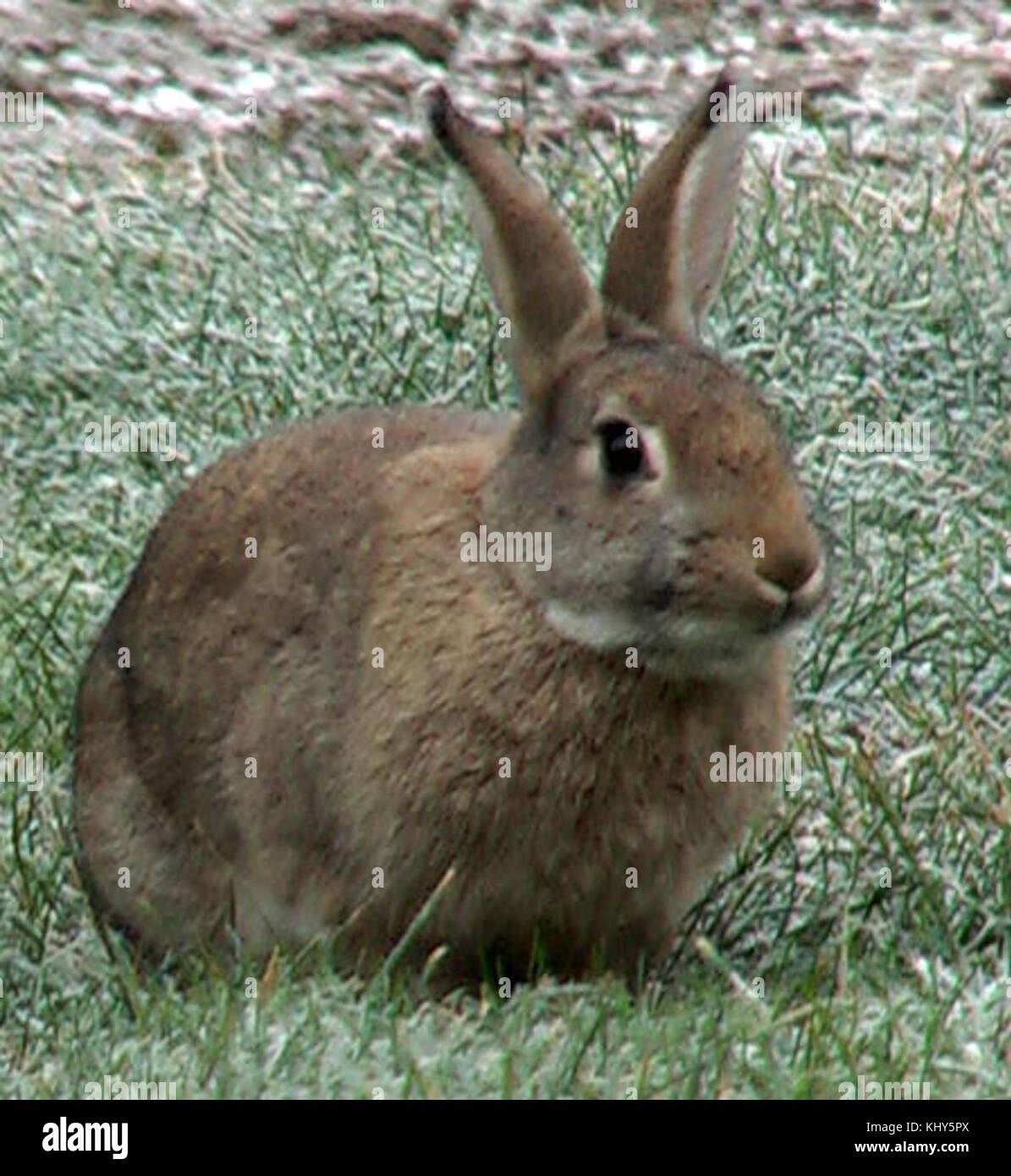 Das Bild zeigt das europäische Kaninchen (Oryctolagus cuniculus), eine Art, die für ihr soziales Verhalten und ihre Grabgewohnheiten bekannt ist. In Europa beheimatet, ist es auf andere Kontinente weit verbreitet worden und wirkt sich weltweit auf Ökosysteme aus. Stockfoto